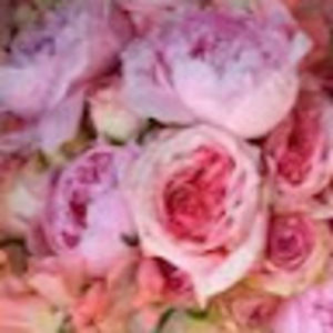 Meet your Posher, Paula